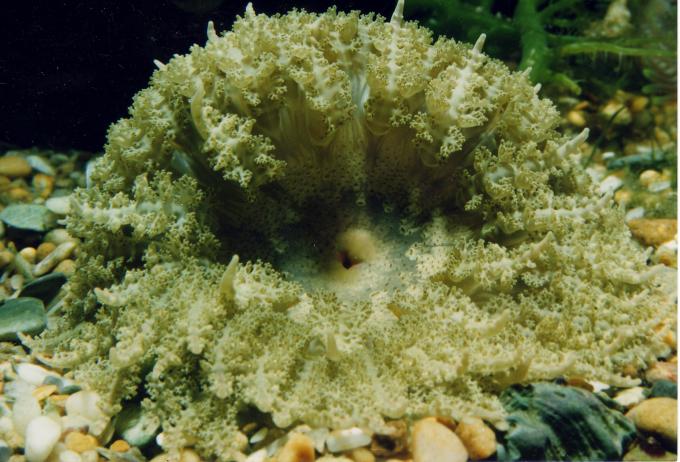 image Anémona de mar (Phymanthus crucifer)