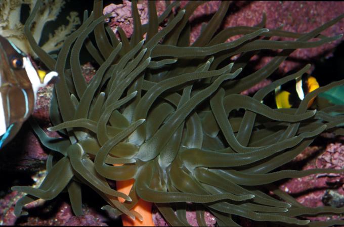 image Anémona urticante (Condylactis sp.)