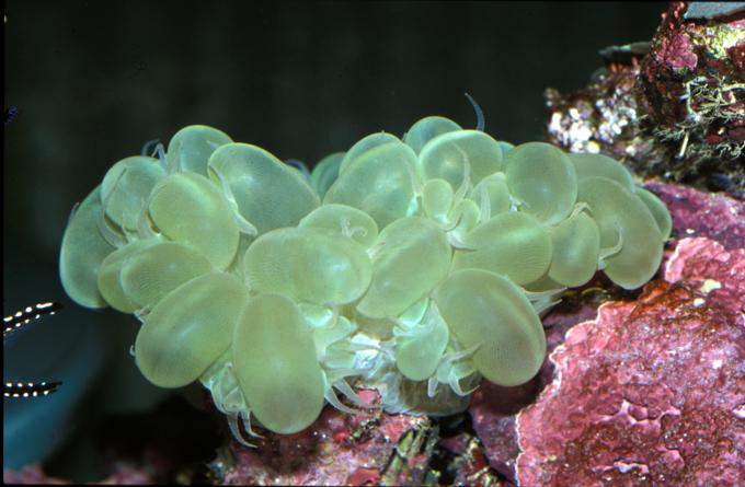 image Coral burbuja (Plerogyra sp.)