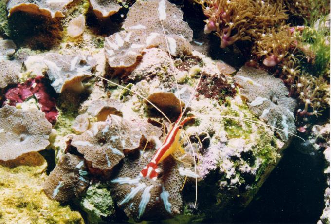 image Gamba (Lysmata sp.)