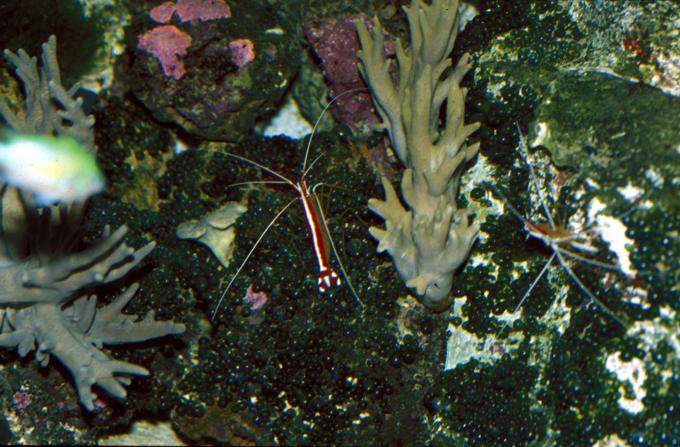 image Gamba (Lysmata sp.)