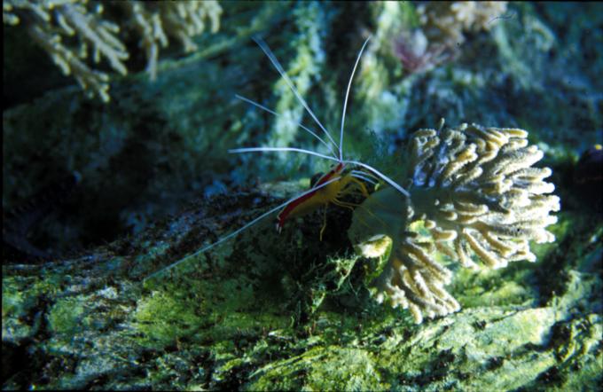 image Gamba (Lismata sp.)