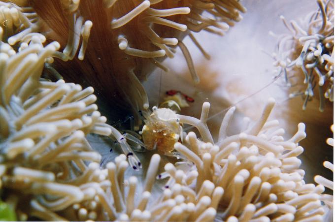 image Camarón anémona (Periclimenes brevicarpalis)
