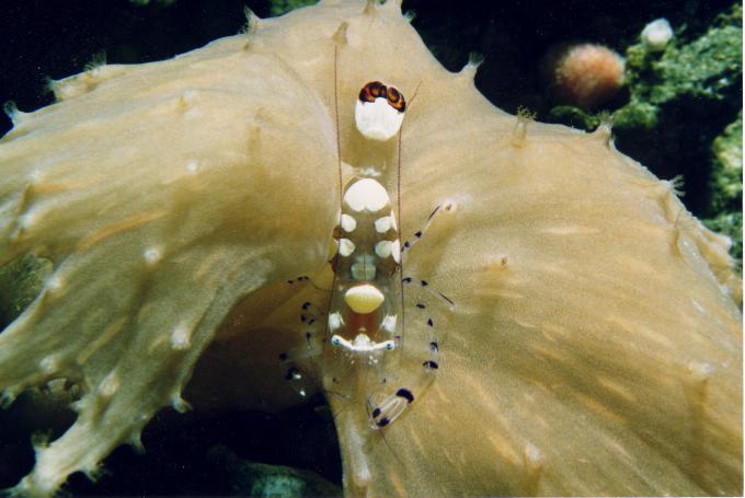 image Camarón anémona (Periclimenes brevicarpalis)