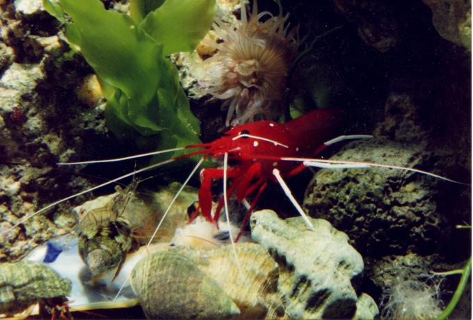 image Camarón escarlata (Lysmata debelius)