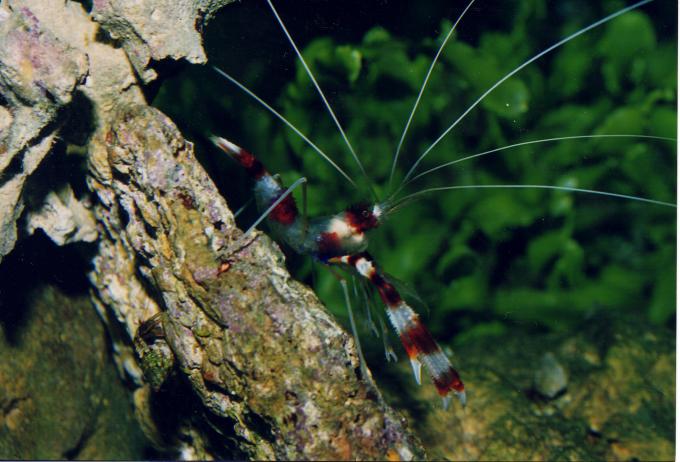 image Gamba boxeadora (Stenopus hispidus)