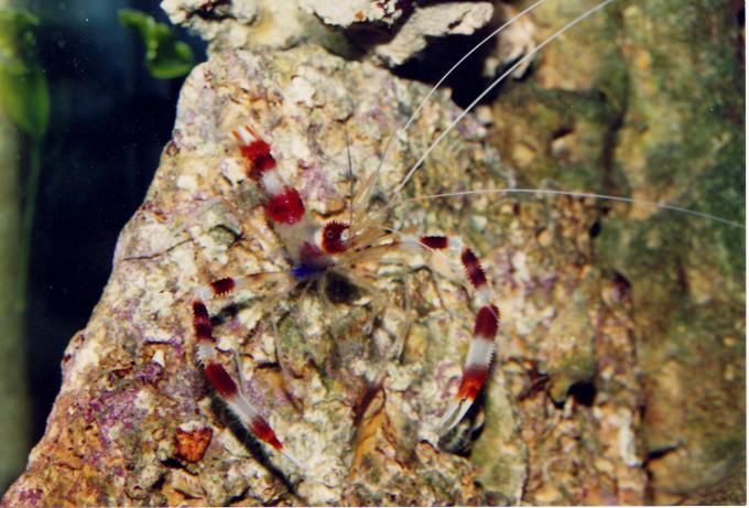 image Gamba boxeadora (Stenopus hispidus)