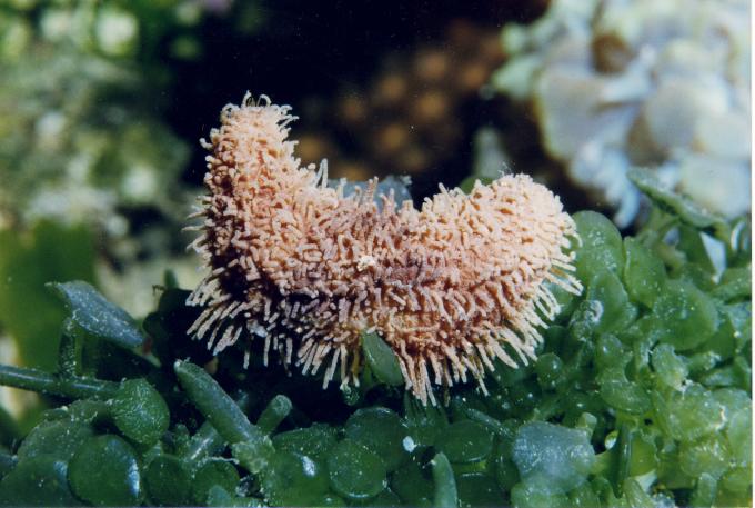 image Pepino de mar (Holoturia)