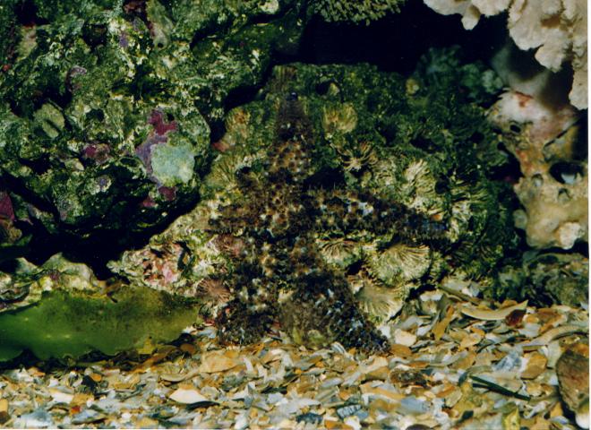 image Estrella de brazos múltiples (Coscinasterias tenuispina)