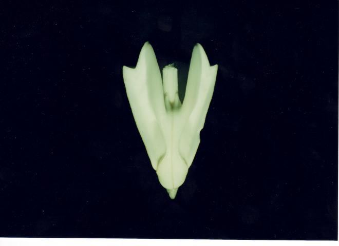 image Dientes de un erizo de mar (linterna de Aristóteles)