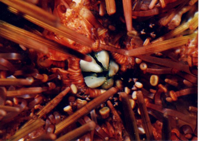 image Dientes de un erizo de mar (linterna de Aristóteles)
