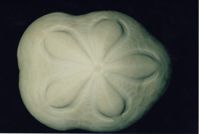 image Caparazón (Erizo irregular)