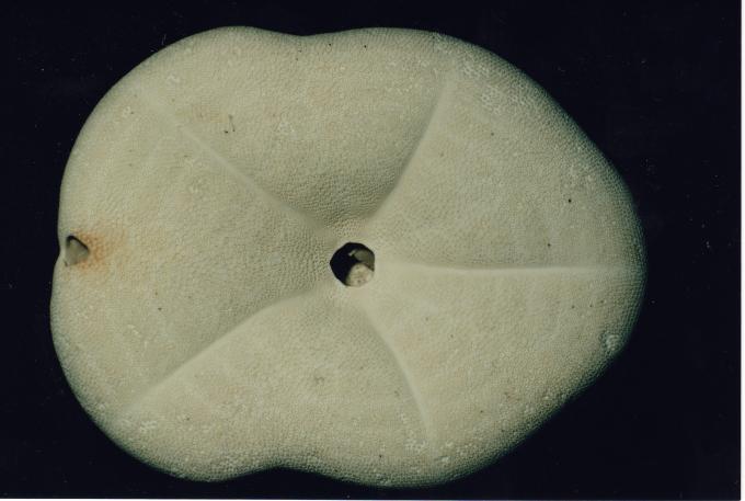 image Caparazón (Erizo irregular)