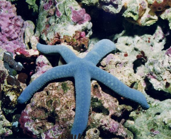 image Estrella azul (Linckia laevigata)