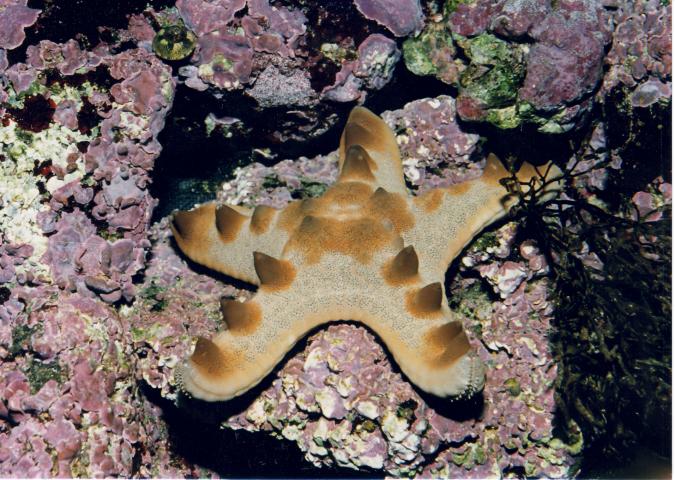 image Estrella de mar (Goniaster sp.)