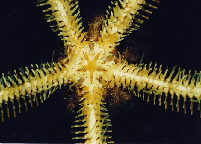 image Ofiura (Equinodermo)