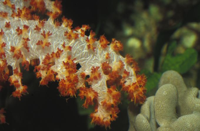 image Coral árbol (Dendronephthya sp.)