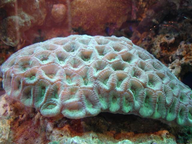 image Coral (Favia sp.)