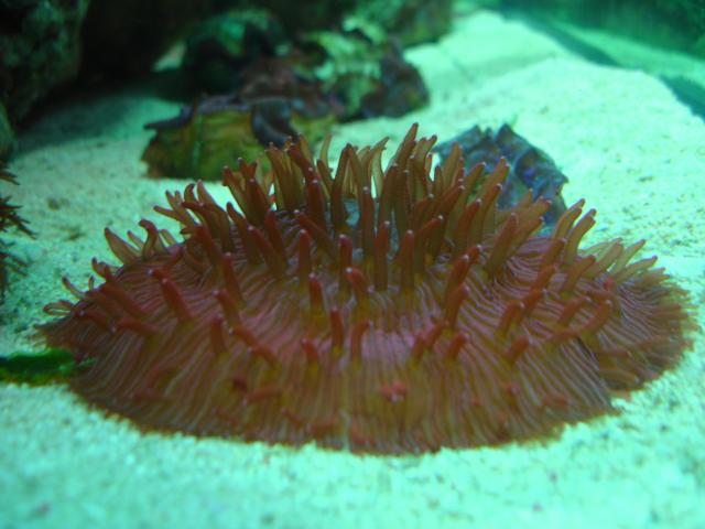 image Coral (Fungia sp.)