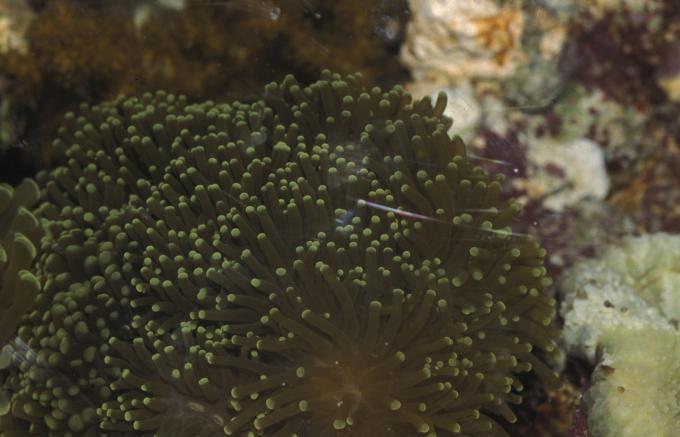image Coral (Heliofungia sp.)