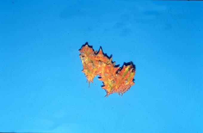 image Babosa marina (Opistobranquio)