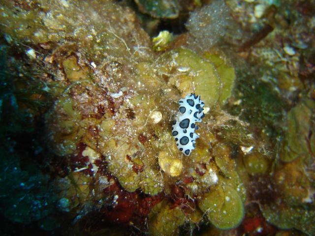 image Babosa marina (Opistobranquio)