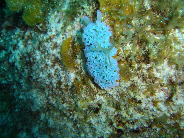 image Babosa marina (Opistobranquio)