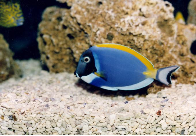image Pez cirujano de sombra azul (Acanthurus leucosternon)