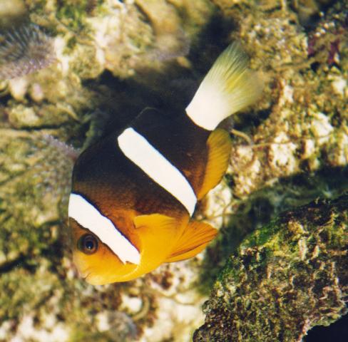 image Pez payaso de cola amarilla (Amphiprion clarkii)