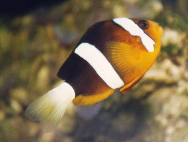 image Pez payaso de cola amarilla (Amphiprion clarcii)