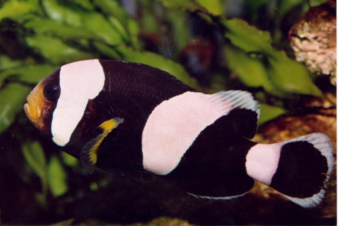 image Pez payaso (Amphiprion polymnus)