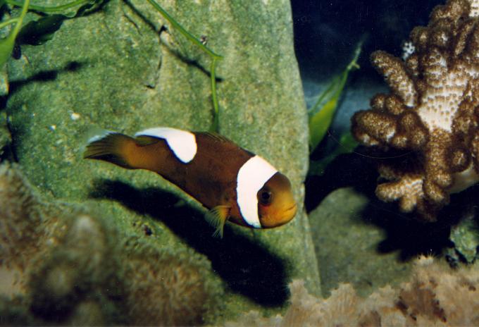 image Pez payaso (Amphiprion polymnus)