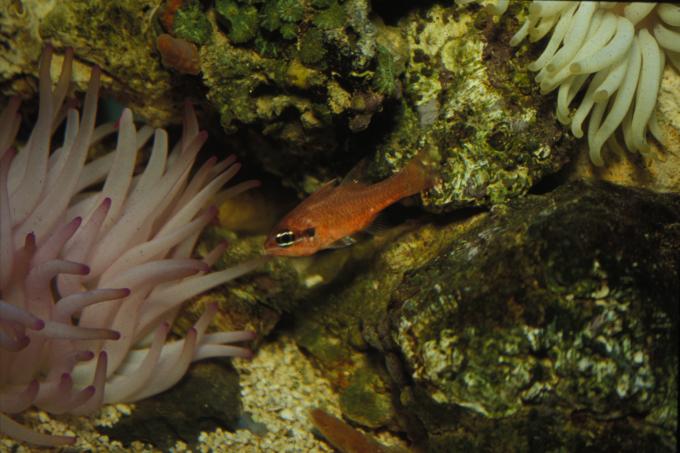 image Reyezuelo (Apogon imberbis)