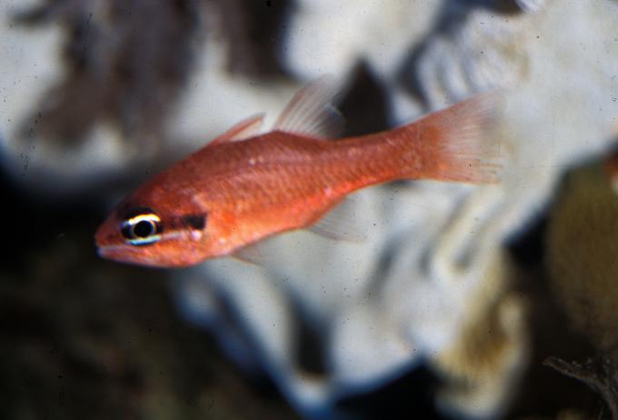 image Reyezuelo (Apogon imberbis)