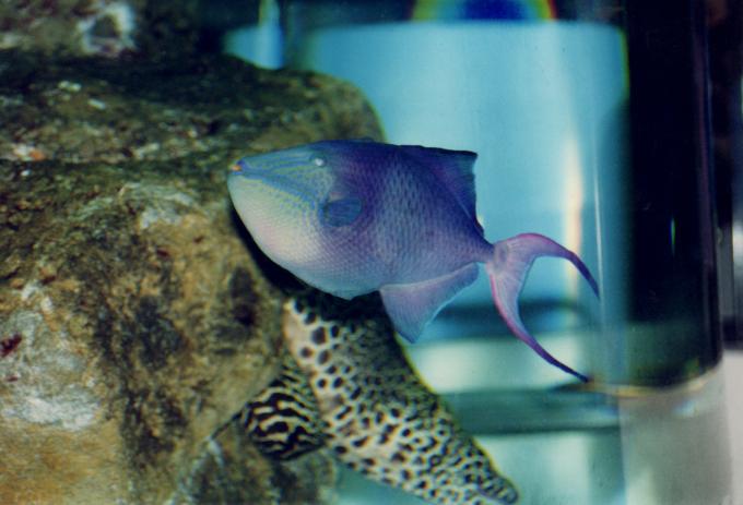 image Pez ballesta negro (Odonus niger)