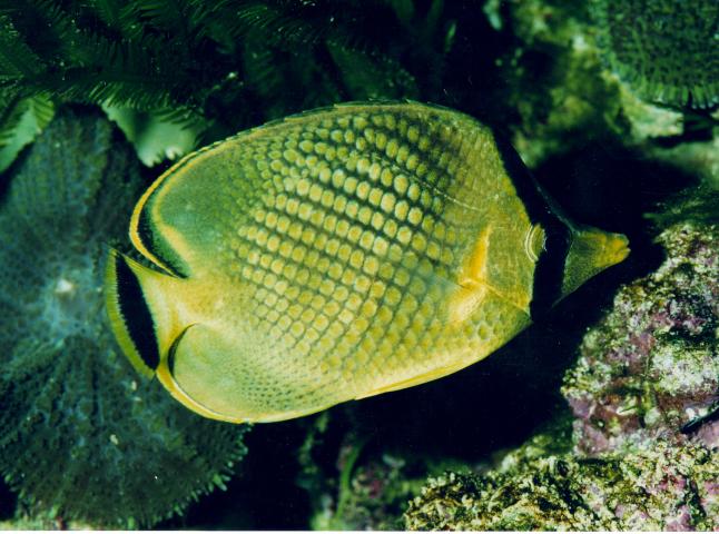 image Pez mariposa (Chaetodon sp.)