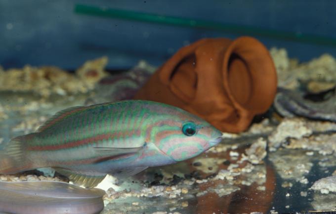 image Lábrido (Halichoeres sp.)