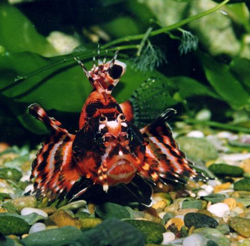 image Pez león biocelado (Dendrochirus biocellatus)