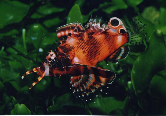 image Pez león biocelado (Dendrochirus biocellatus)