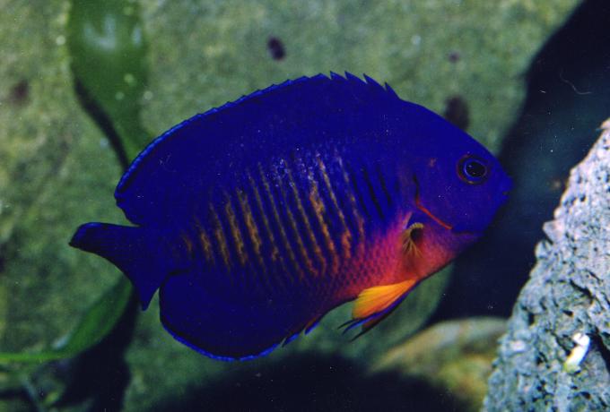 image Pez ángel de dos espinas (Centropyge bispinosus)