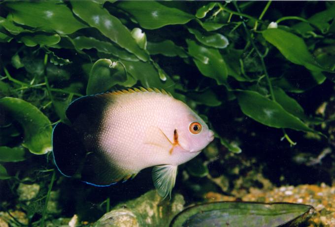 image Pez ángel de Eibl (Centropyge eibli)