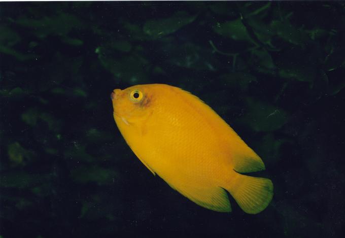 image Pez ángel amarillo (Centropyge heraldi)