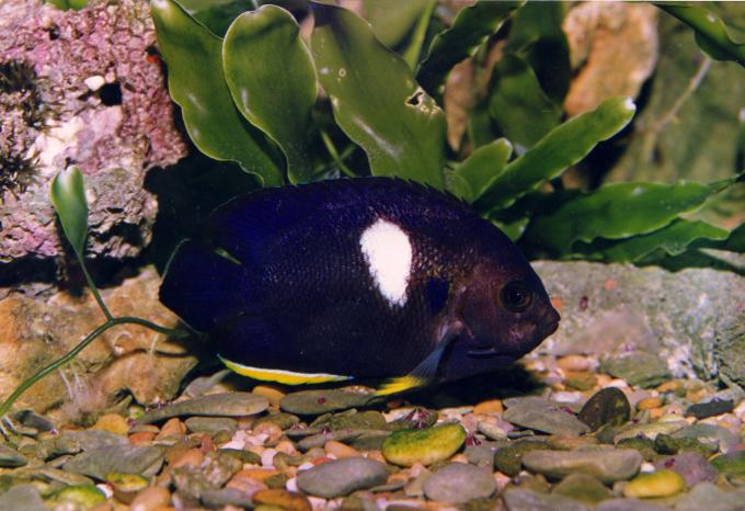 image Pez ángel enano (Centropyge tibicen)