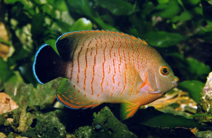 image Pez ángel de Eibl (Centropyge eibli)