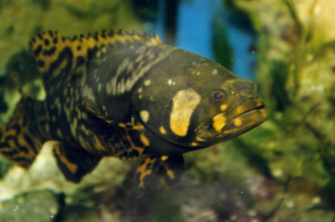 image Mero tropical (Cephalopholis sp.)