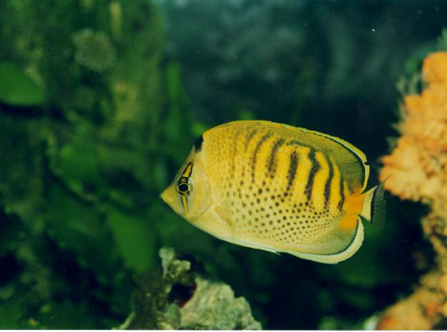 image Pez mariposa (Chaetodon punctatofasciatus)