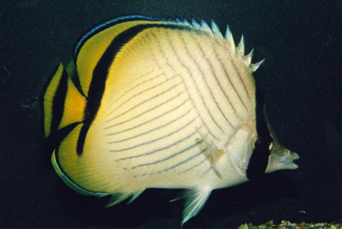 image Pez mariposa vagabundo (Chaetodon vagabundus)