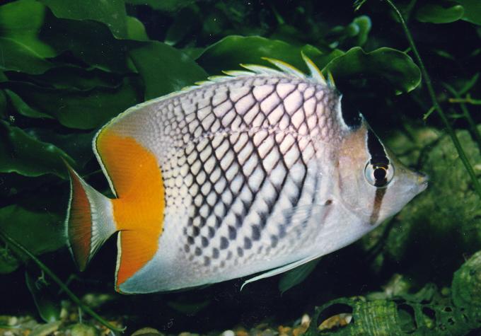 image Pez mariposa de cola amarilla (Chaetodon xanthurus)