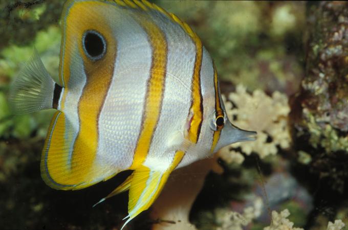 image Pez mariposa de bandas de cobre (Chelmon rostratus)