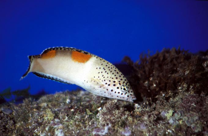 image Doncella circense (Coris aygula )